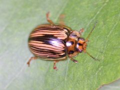 Paropsisterna insignita