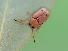 Cadmus excrementarius