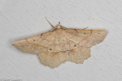 Euchlaena deplanaria