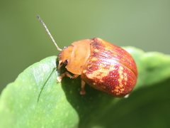 Paropsis aspera