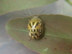 Paropsisterna obliterata