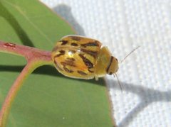 Paropsisterna obliterata