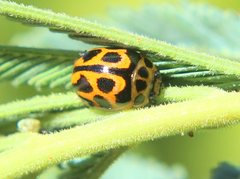 Peltoschema oceanicum