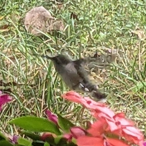 Ruby-throated Hummingbird photographed in West Virginia