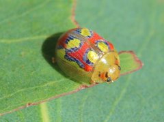 Paropsisterna gloriosa