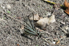 Protographium epidaus epidaus