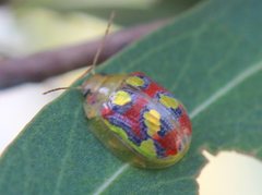 Paropsisterna gloriosa