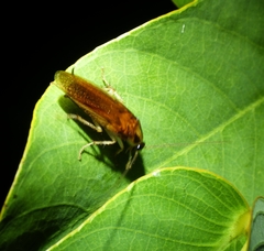 Ischnoptera bilunata