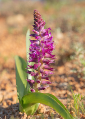 Lachenalia splendida
