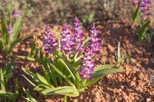 Lachenalia splendida