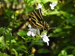Papilio pilumnus