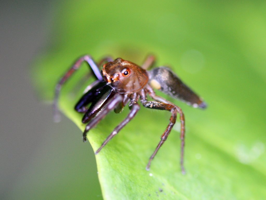 Bathippus