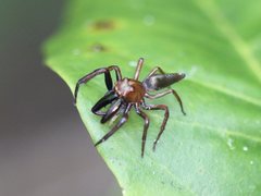 Bathippus montrouzieri