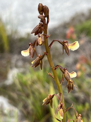 Image of Eulophia bolusii by (c) Charleen Brunke, some rights reserved (CC BY)