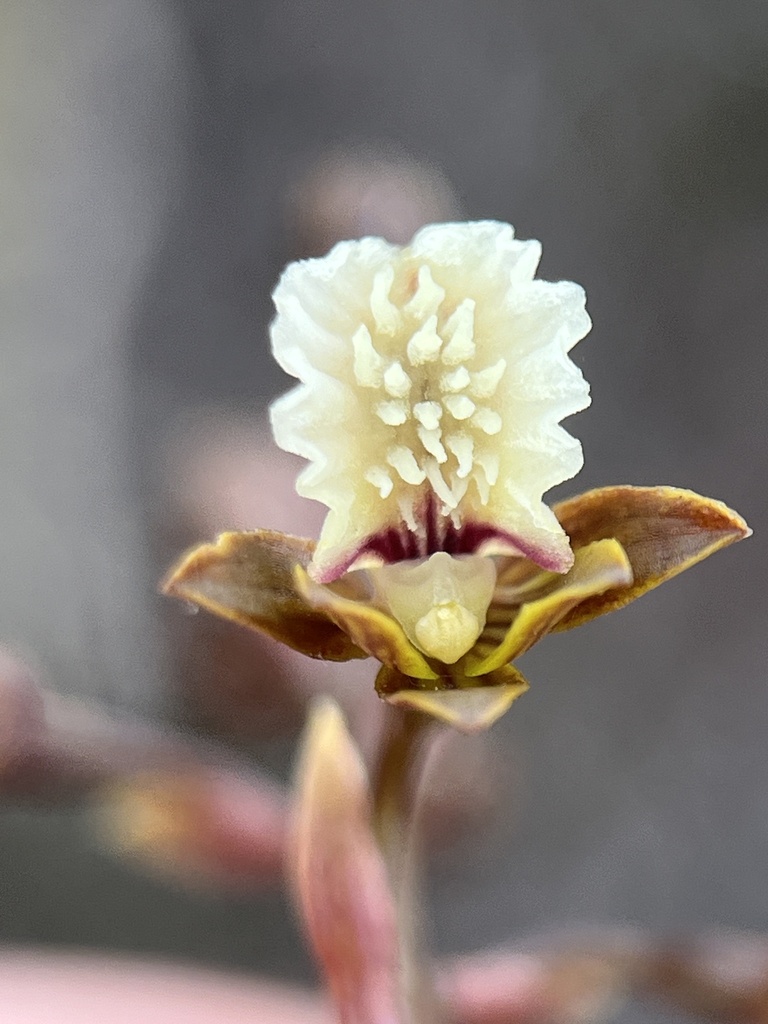 Upside-down Sandy Cinderella Orchid