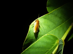 Ischnoptera bilunata