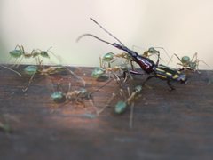 Ectocemus decemmaculatus
