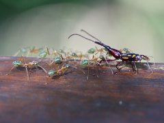 Ectocemus decemmaculatus