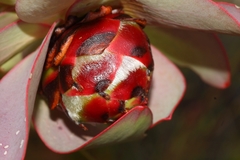Leucadendron cordatum