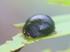 Dicranosterna aeraria