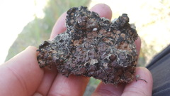 Clavascidium lacinulatum