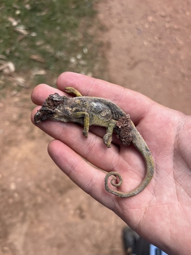 Tolley’s forest chameleon, Kinyongia tolleyae