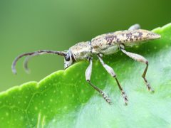 Pempsamacra dispersa