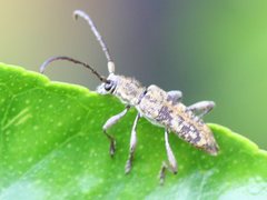 Pempsamacra dispersa