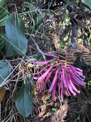 Oreocallis grandiflora