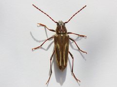 Distichocera