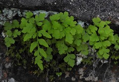 Cryptogramma stelleri image