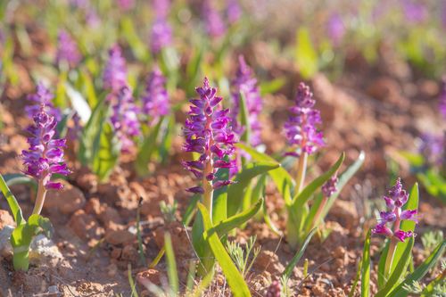 Lachenalia splendida