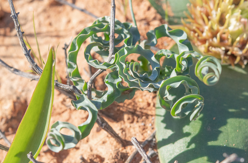 Dipcadi crispum