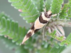 Macrobathra desmotoma