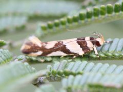 Macrobathra desmotoma