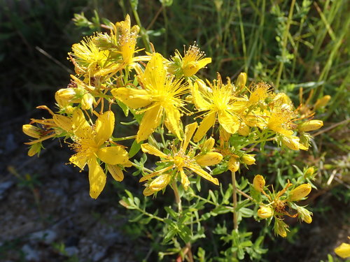 Trava svetog Ivana (Hypericum perforatum)