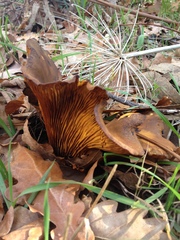 Austropaxillus