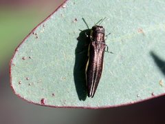 Agrilus australasiae