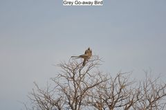 Corythaixoides concolor bechuanae