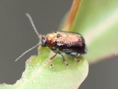 Chloroplisma viridis