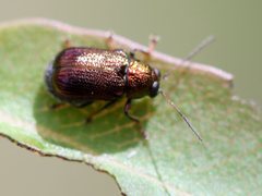 Chloroplisma viridis
