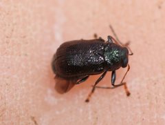 Chloroplisma viridis