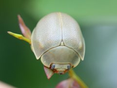 Paropsisterna crocata