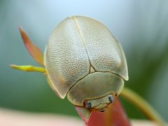 Paropsisterna crocata
