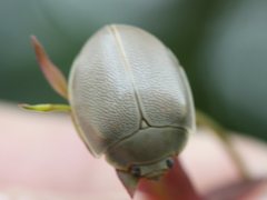 Paropsisterna crocata