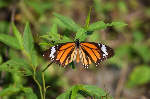 Common Tiger Butterfly