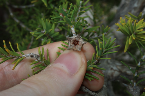 Image of Melaleuca cuticularis by (c) Thomas Mesaglio, some rights reserved (CC BY)