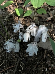 Monotropastrum humile