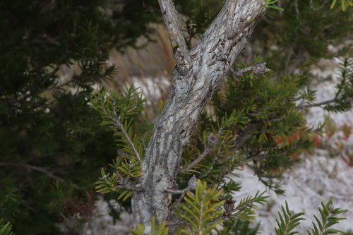 Image of Melaleuca cuticularis by (c) Thomas Mesaglio, some rights reserved (CC BY)