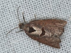 Glyphidoptera insignana